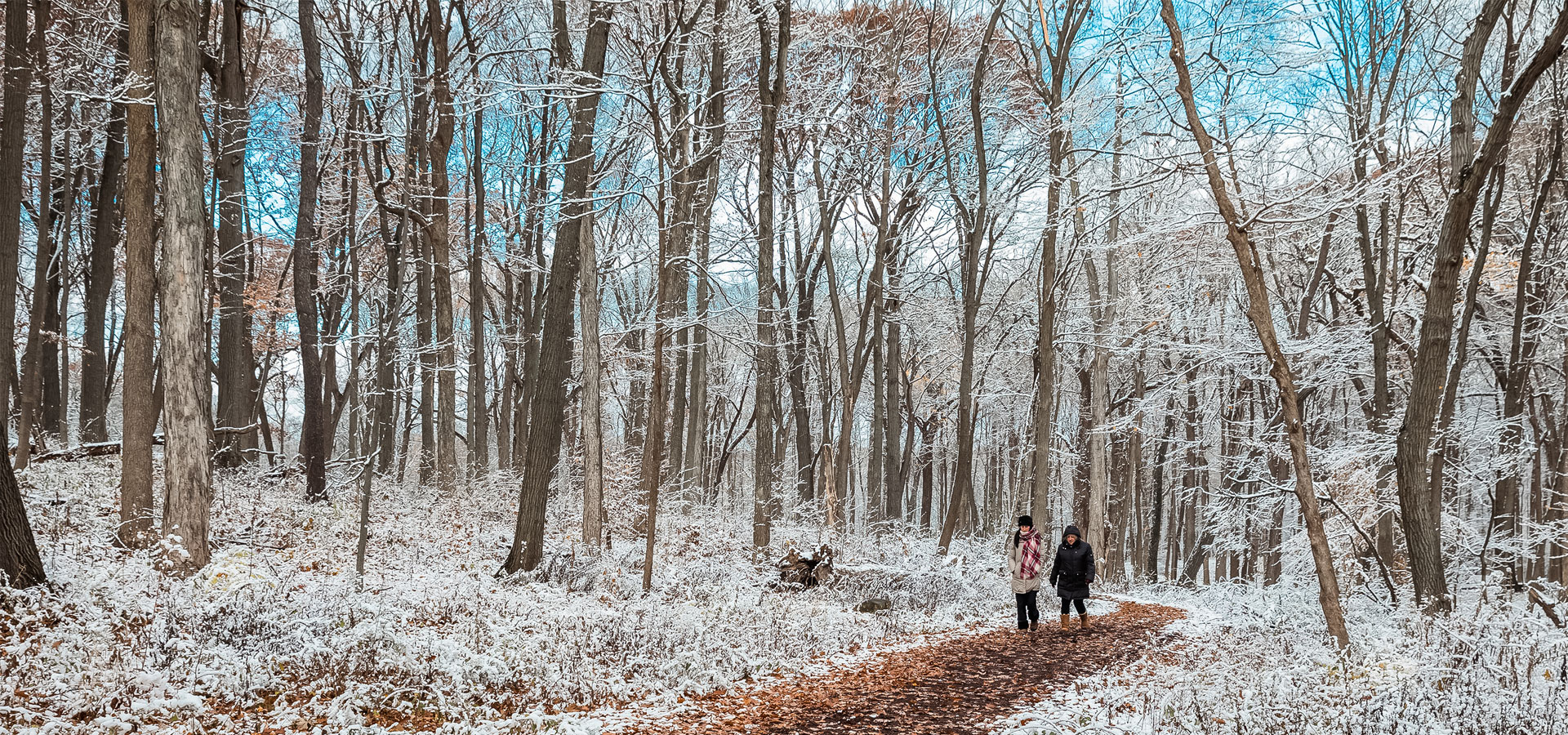The Morton Arboretum
