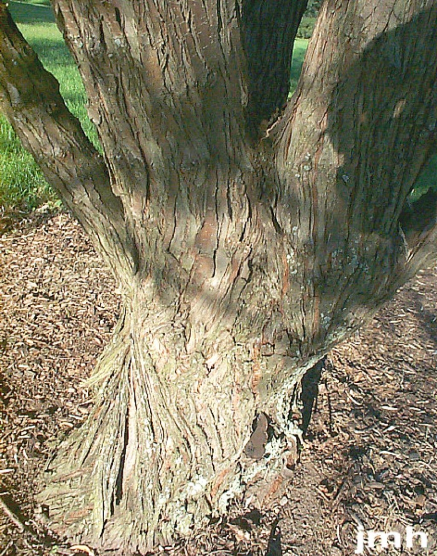 The Morton Arboretum