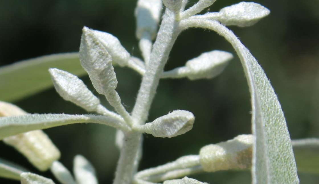 The Morton Arboretum