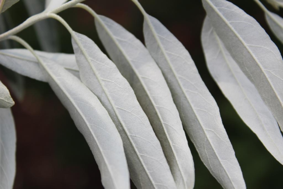 The Morton Arboretum