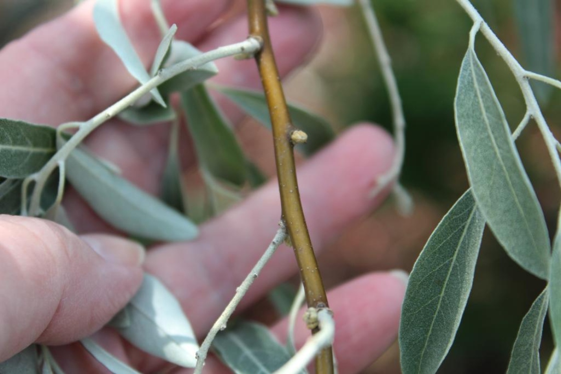 The Morton Arboretum
