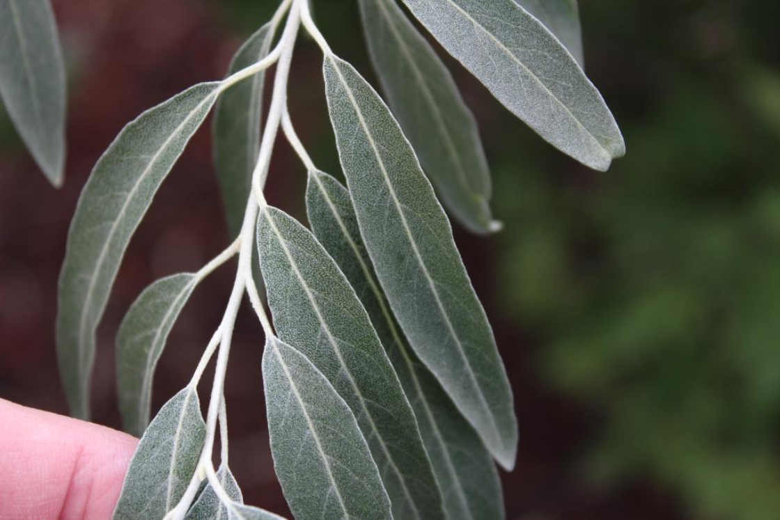The Morton Arboretum