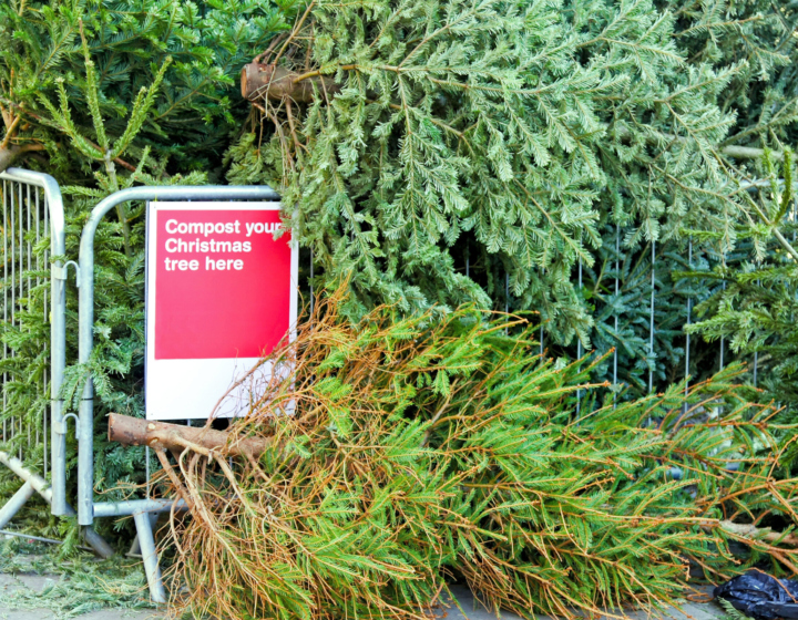 The Morton Arboretum