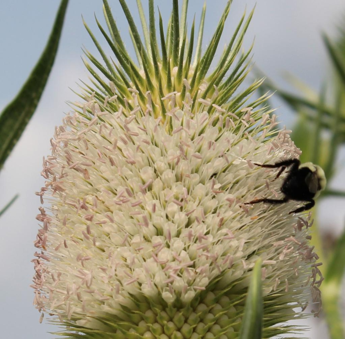 The Morton Arboretum