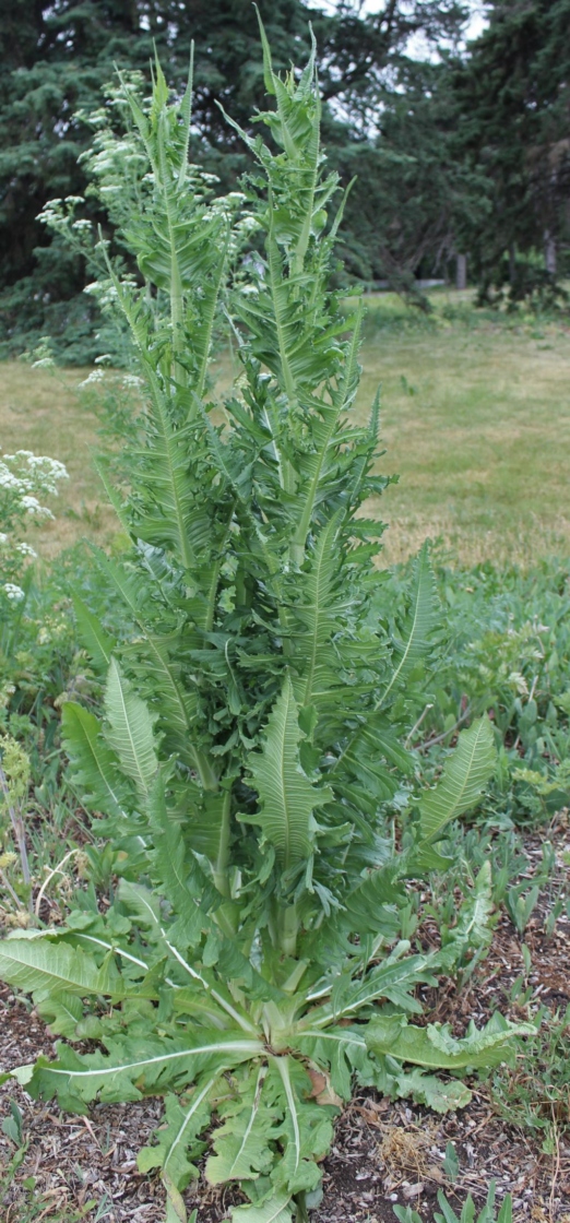 The Morton Arboretum