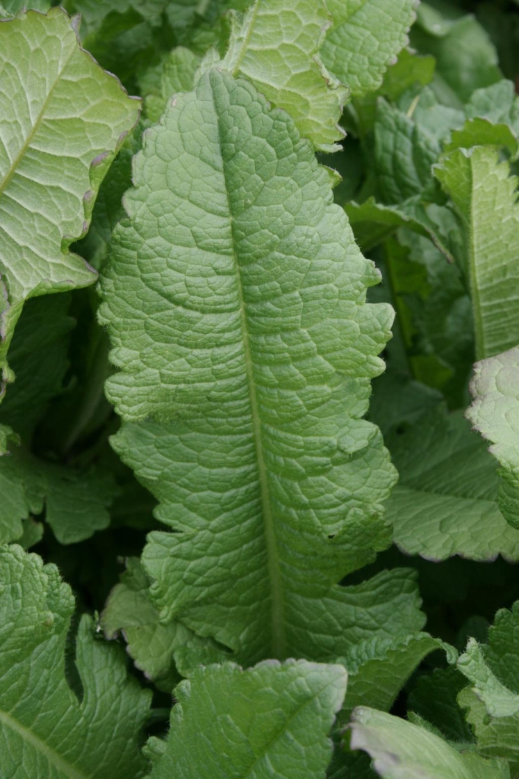 The Morton Arboretum