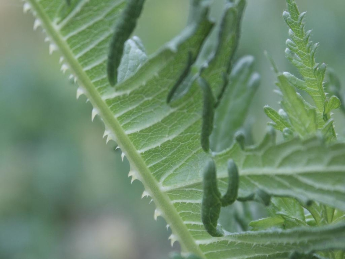 The Morton Arboretum