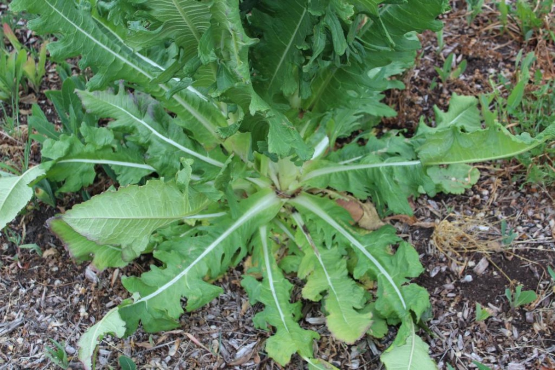 The Morton Arboretum