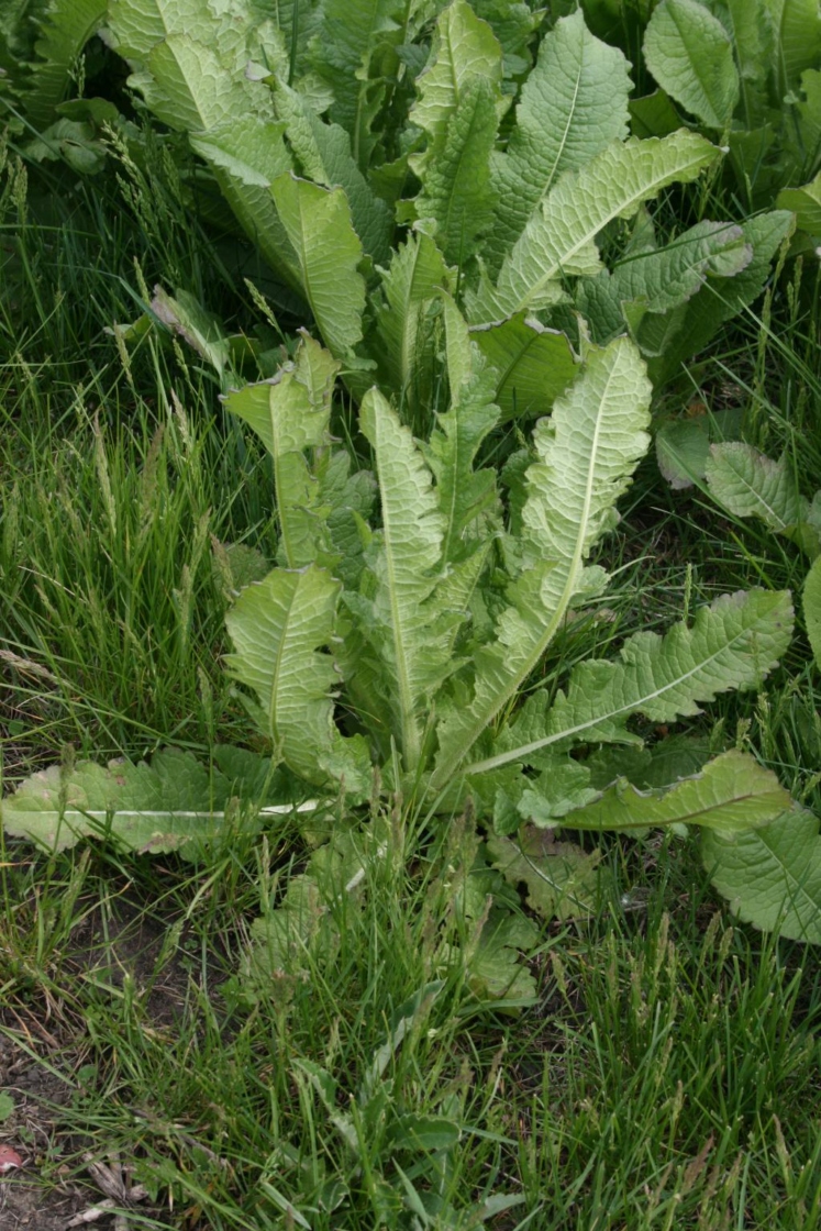 The Morton Arboretum