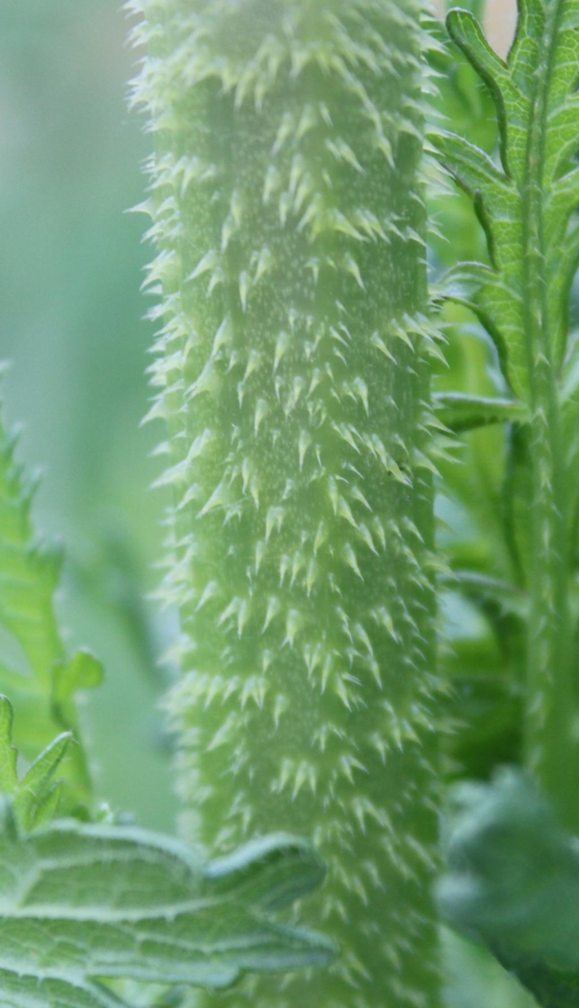 The Morton Arboretum