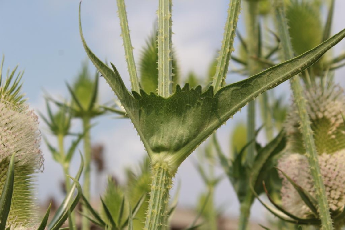 The Morton Arboretum