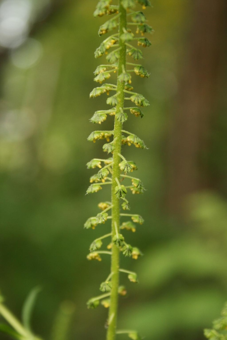 The Morton Arboretum