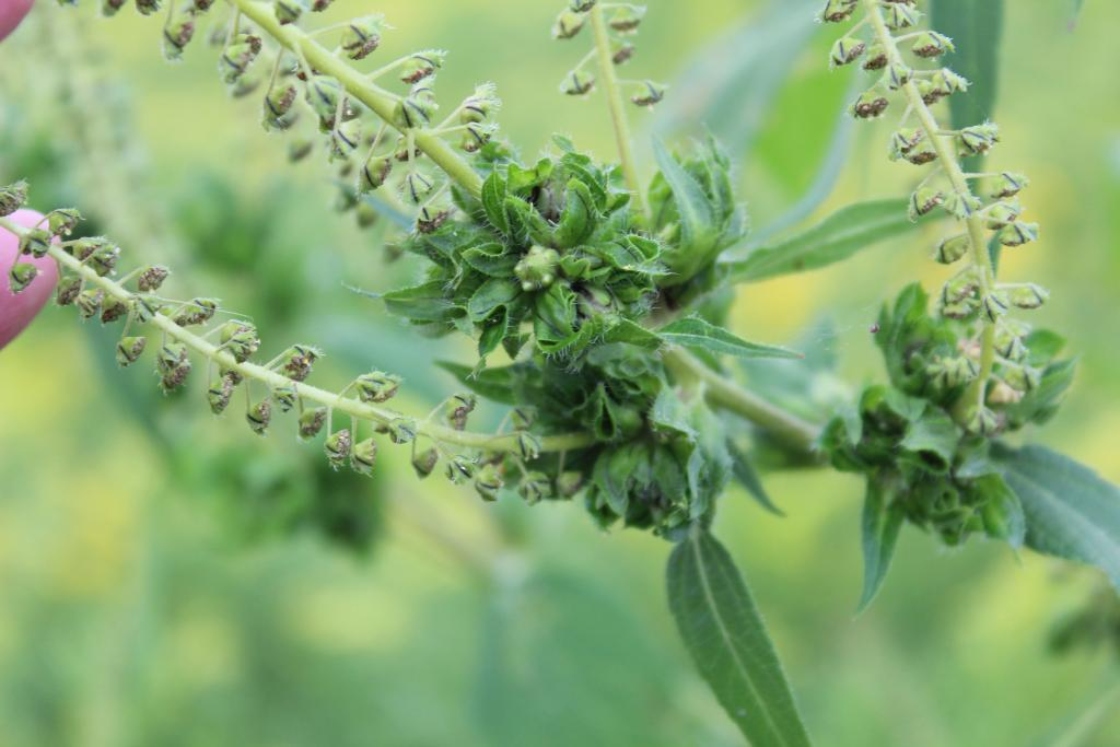 The Morton Arboretum