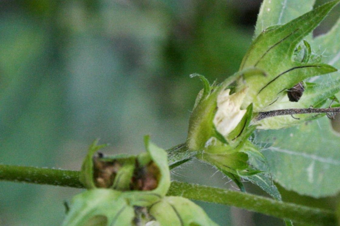 The Morton Arboretum