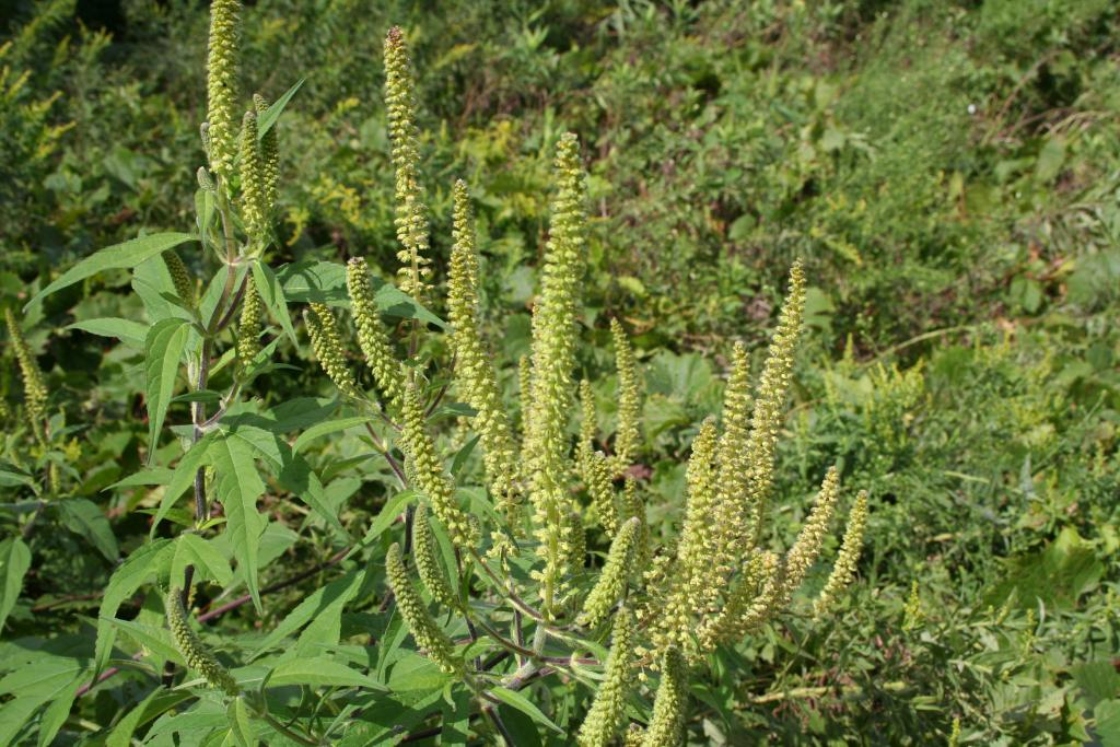 The Morton Arboretum
