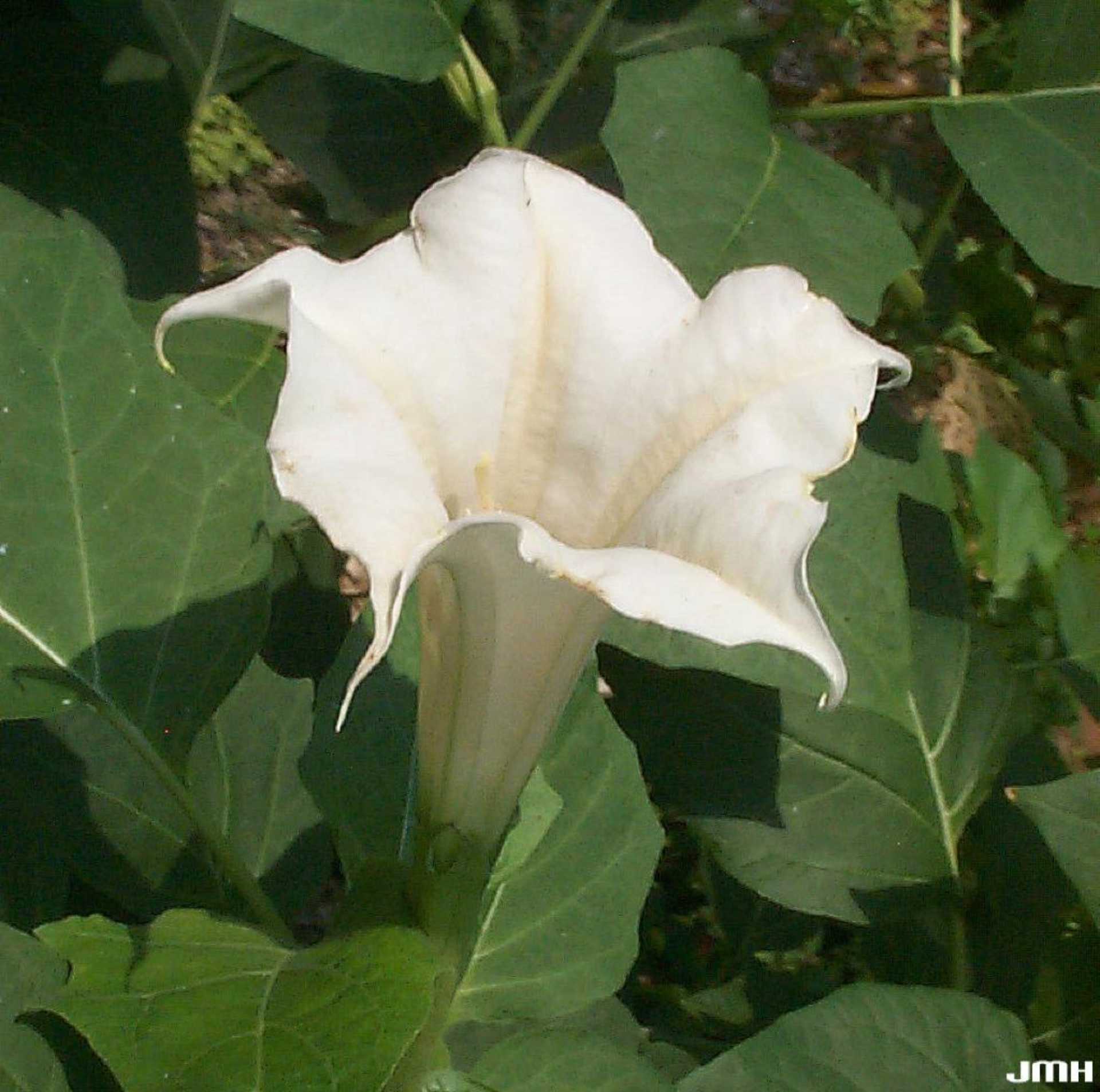 Jimsonweed | The Morton Arboretum, image size:1920x1905