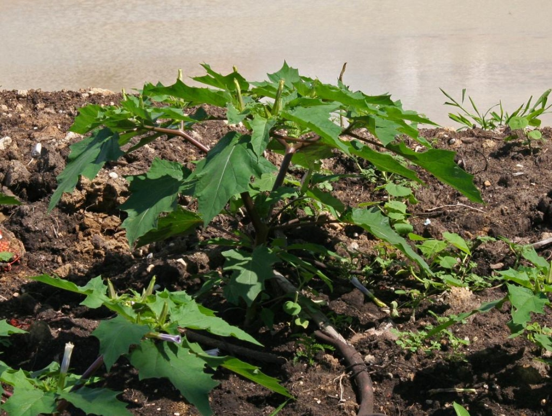The Morton Arboretum