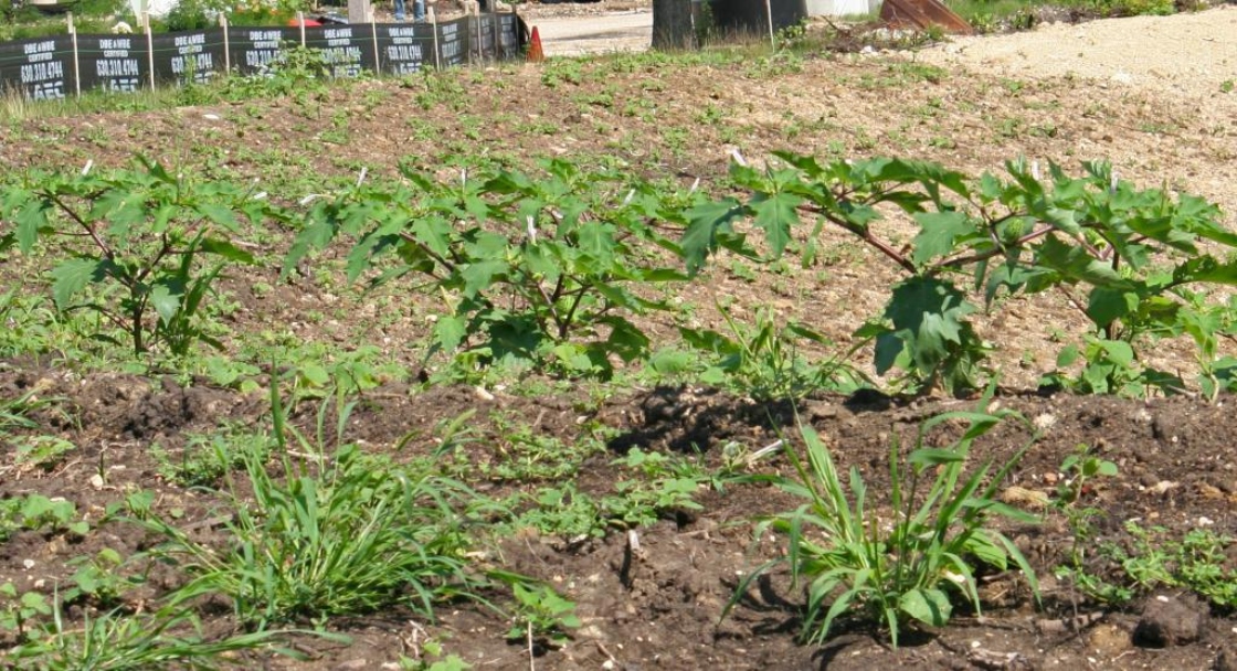 The Morton Arboretum