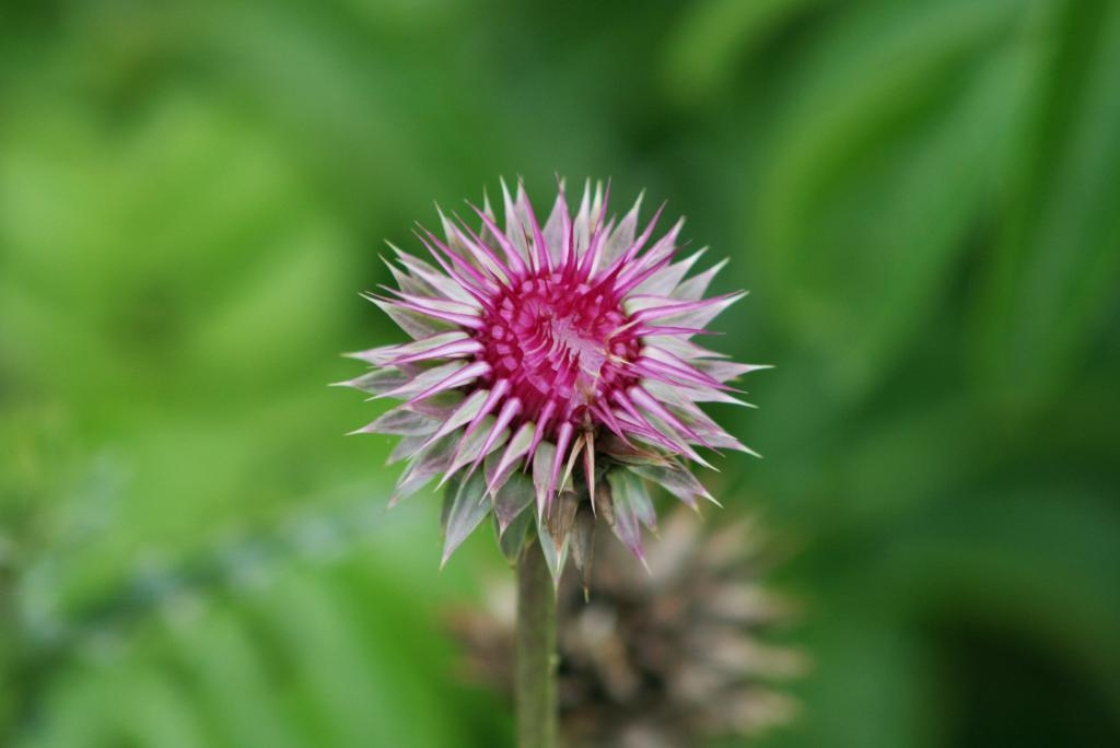 The Morton Arboretum