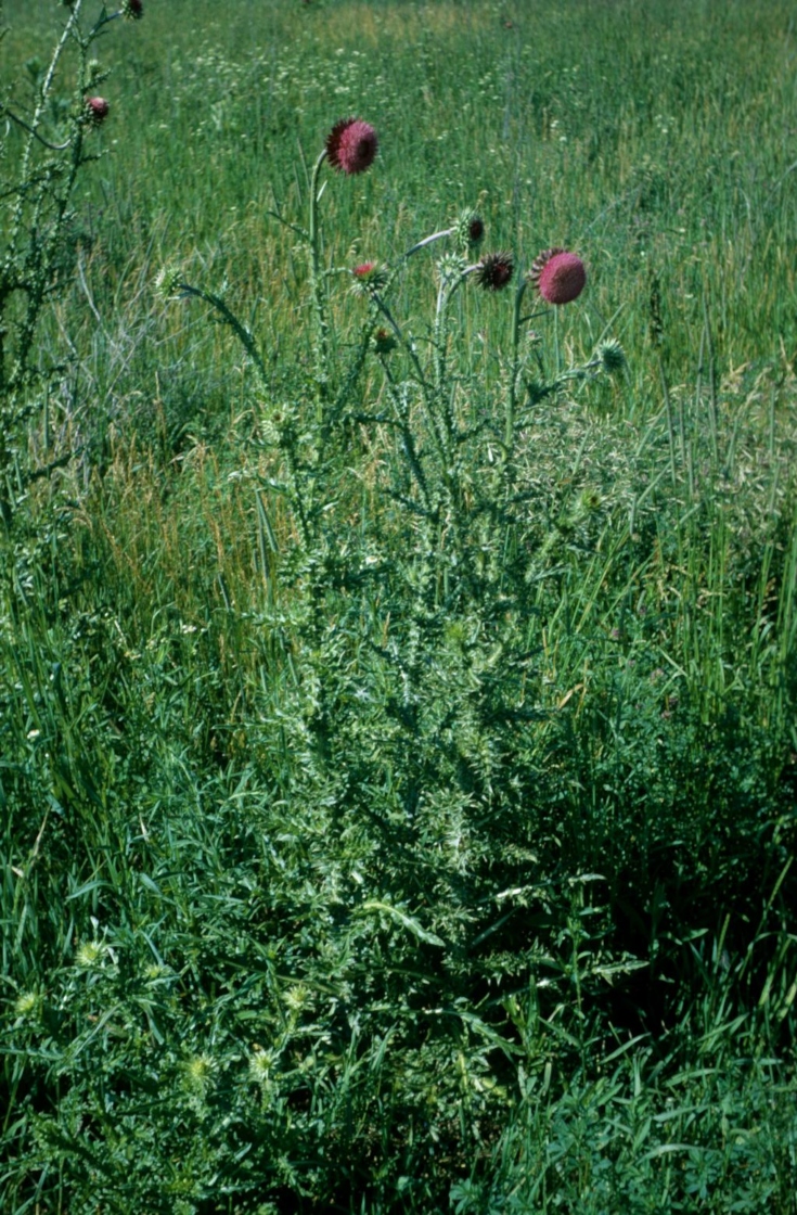 The Morton Arboretum