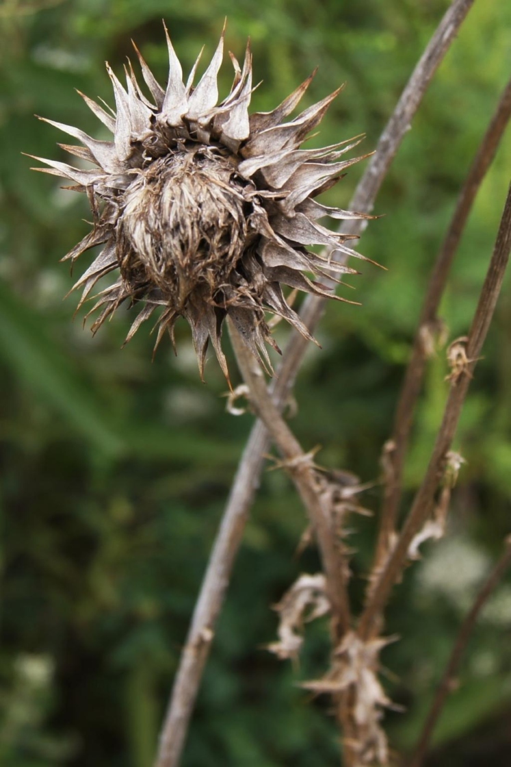 The Morton Arboretum