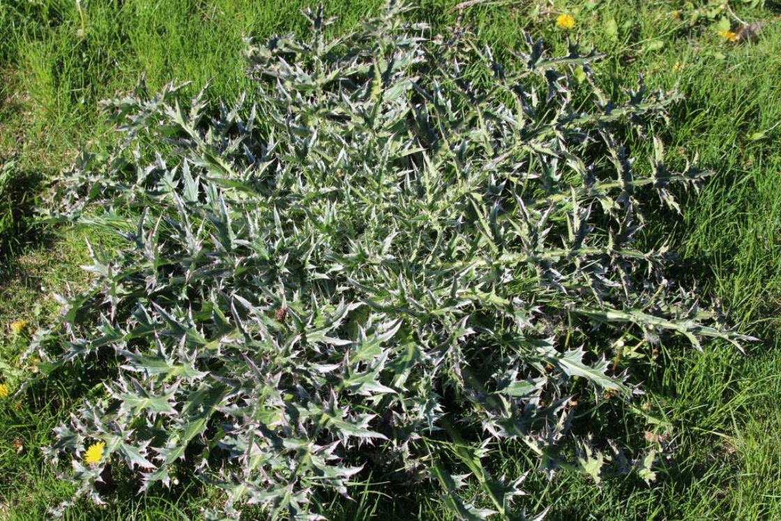The Morton Arboretum