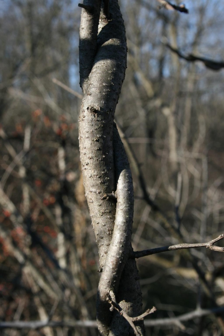 The Morton Arboretum