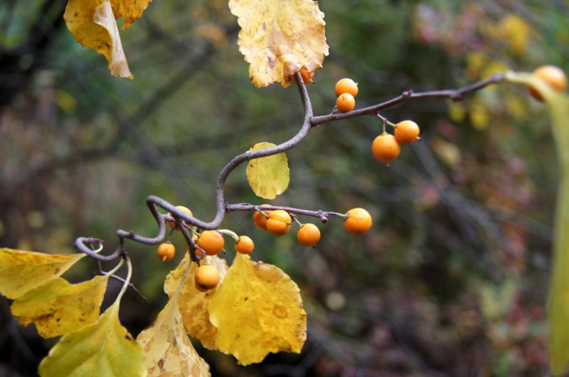 The Morton Arboretum