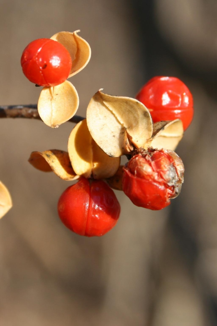 The Morton Arboretum