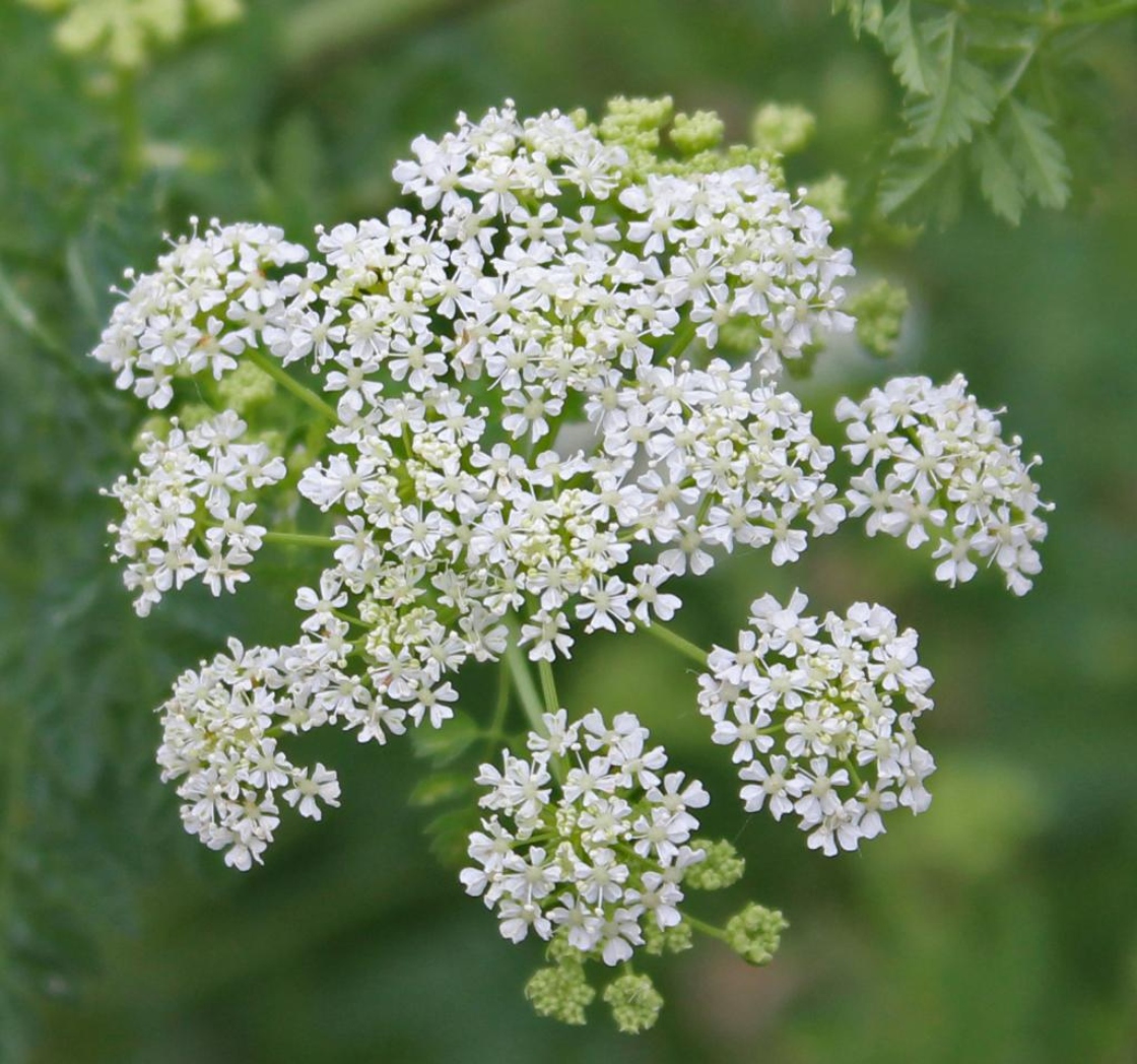 The Morton Arboretum
