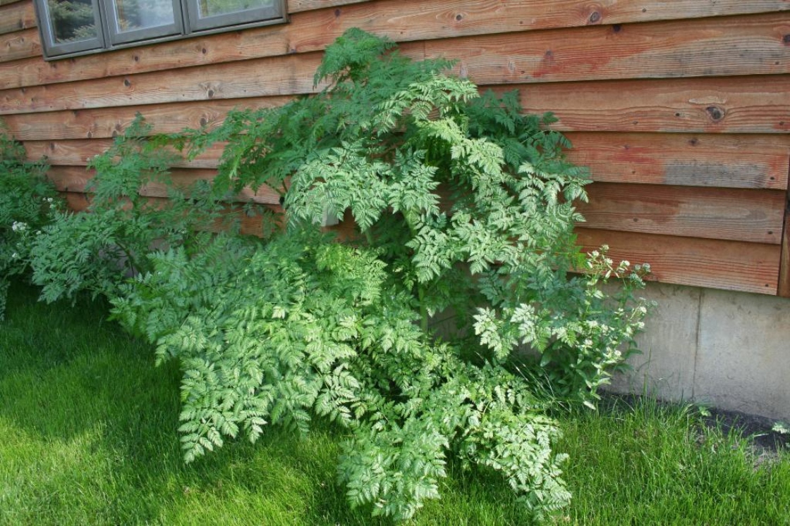 The Morton Arboretum