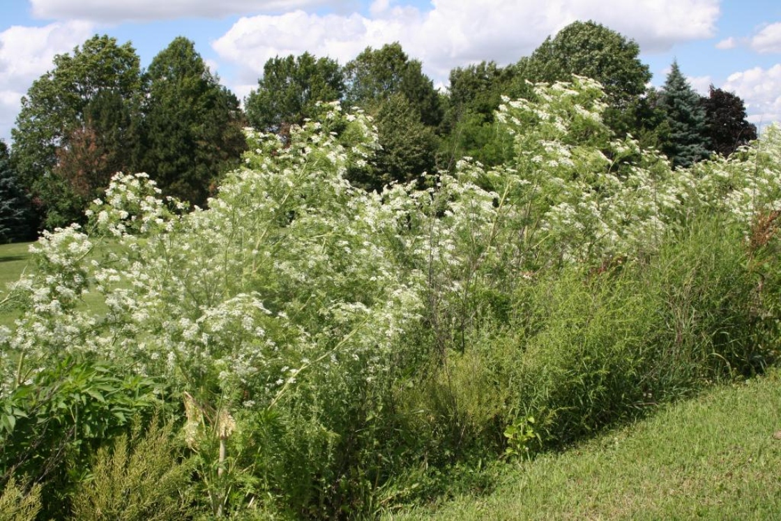 The Morton Arboretum
