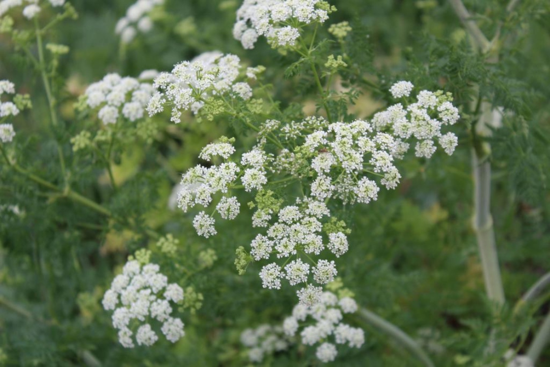 The Morton Arboretum