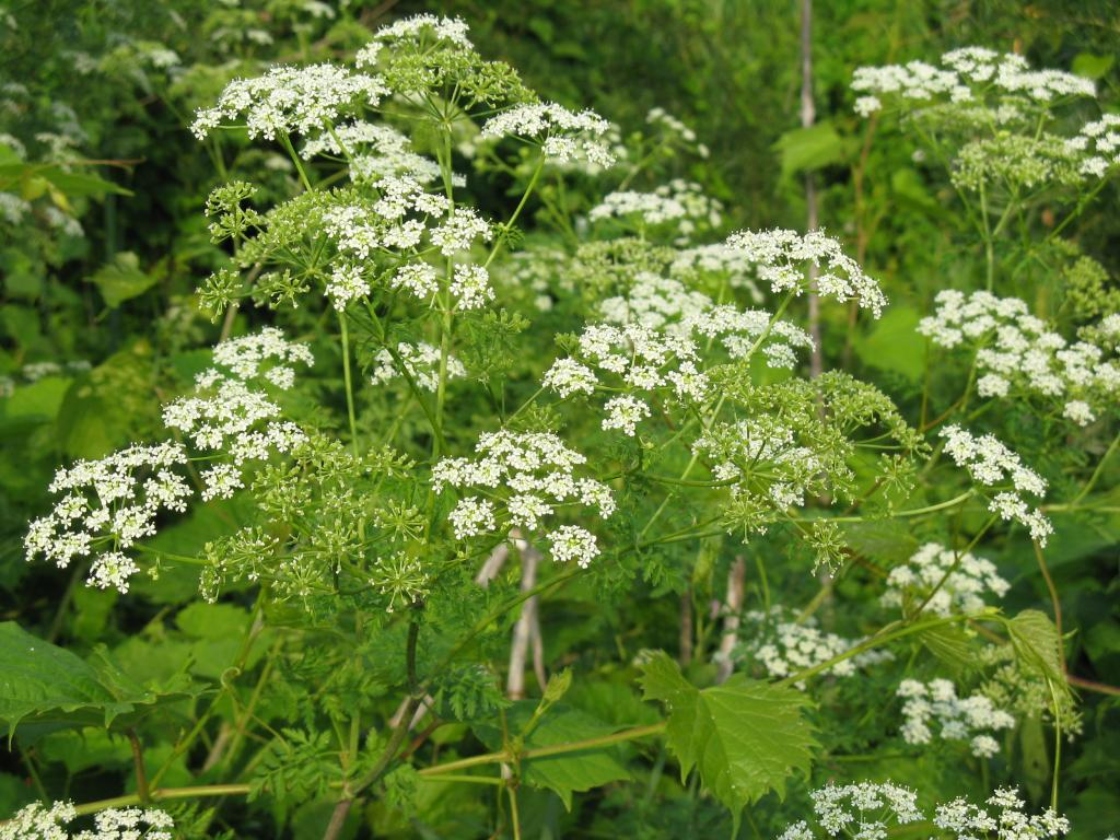 The Morton Arboretum