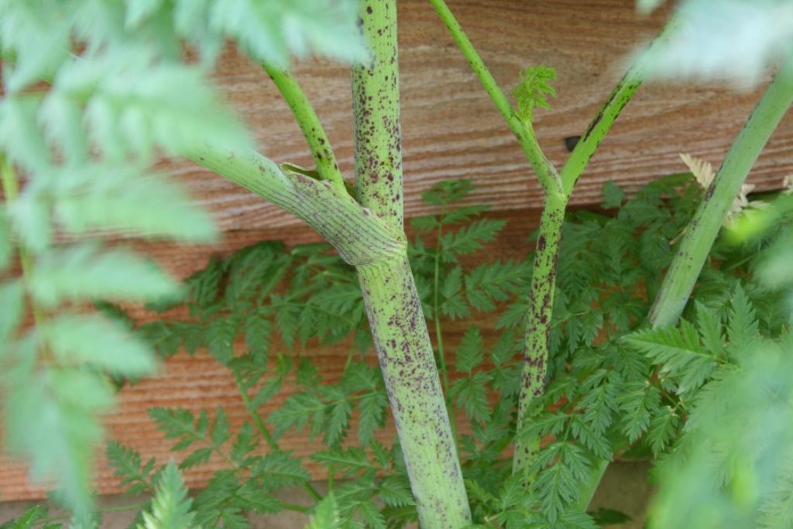 The Morton Arboretum