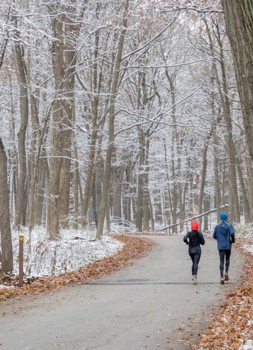The Morton Arboretum