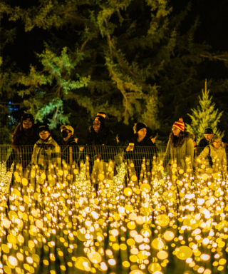 Photograph of visitors enjoying Golden Glade of lights at Illumination: Tree Lights at The Morton Arboretum