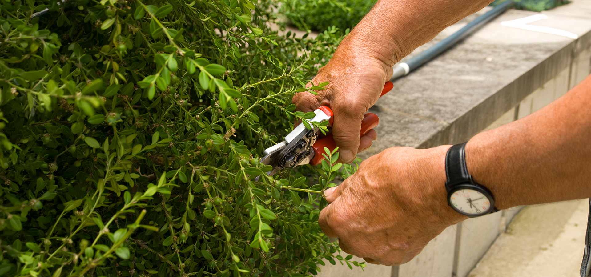 Photograph of two hands pruning a boxwood shrub