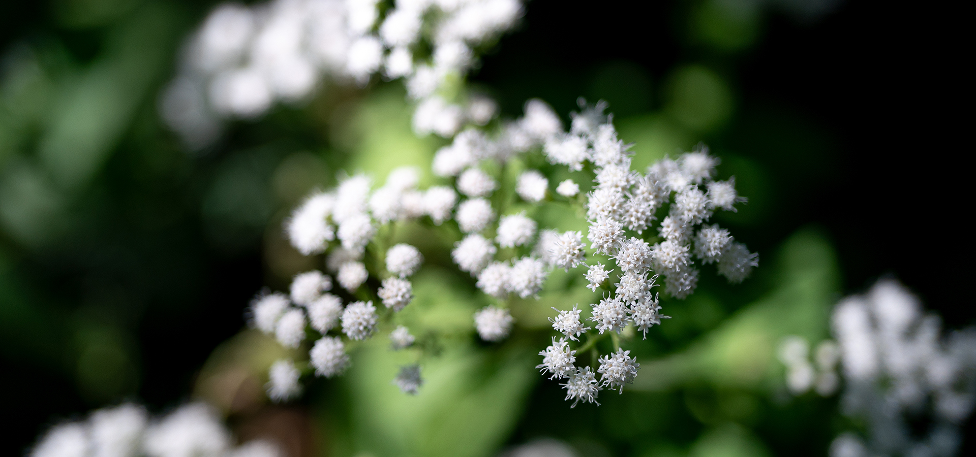 Up-close photograph of the white clustered blooms of white snakeroot
