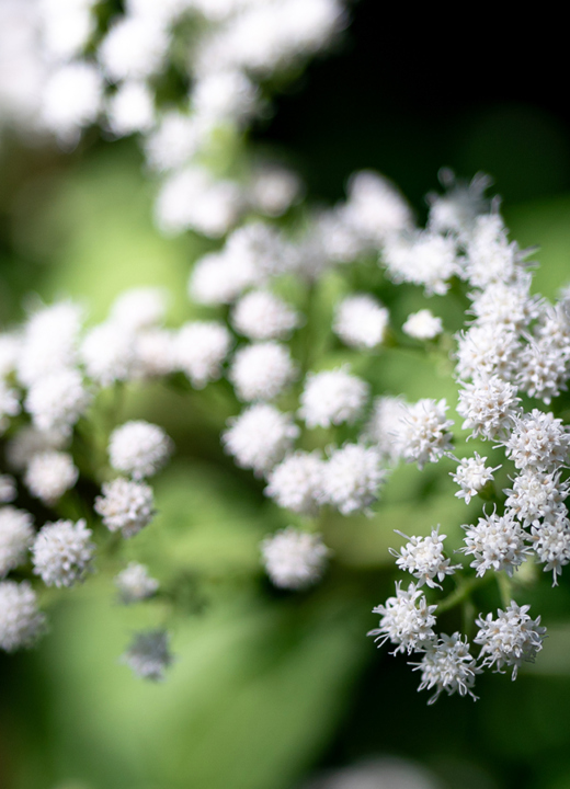 Up-close photograph of the white clustered blooms of white snakeroot