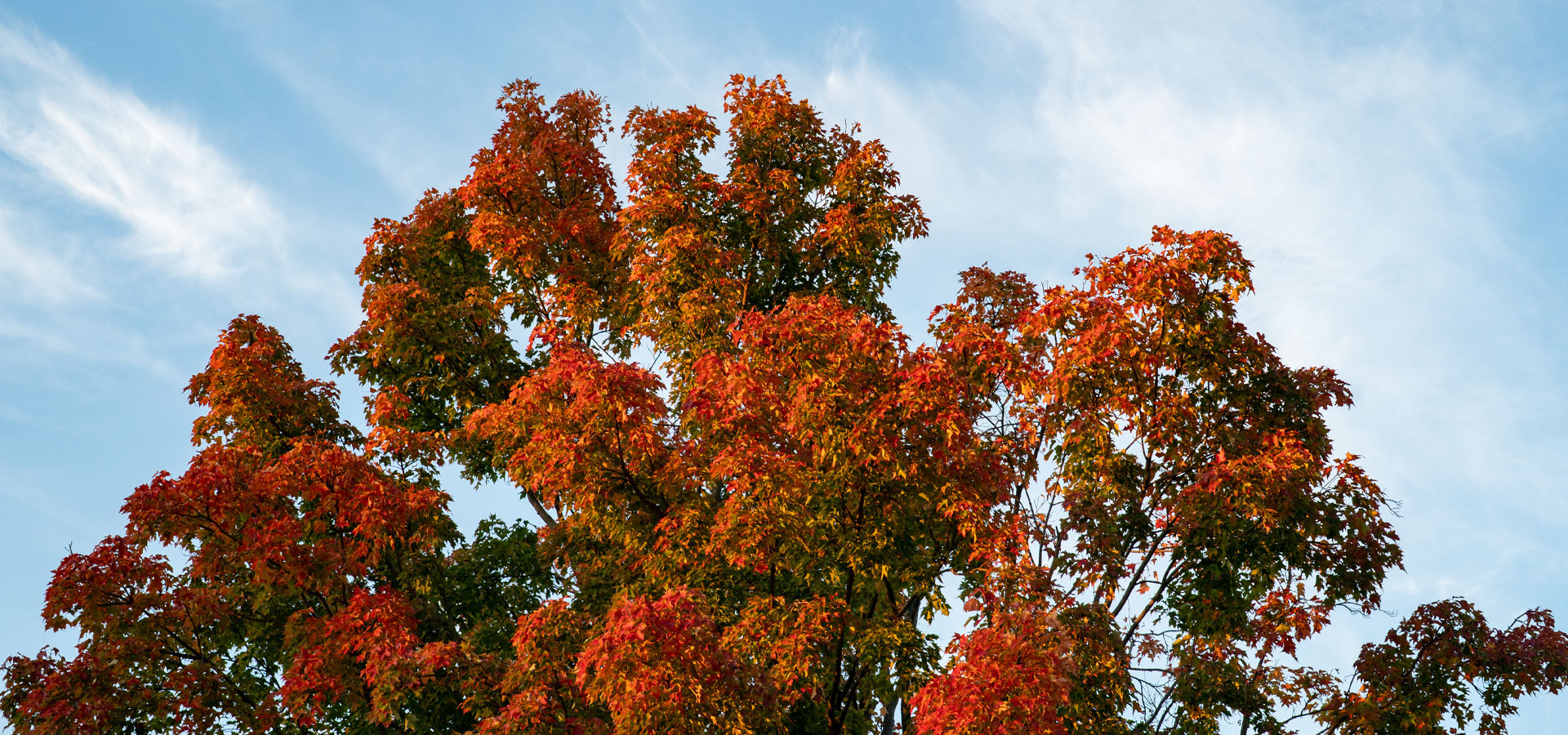 An orange tree canopy against a blue cloud filled sky