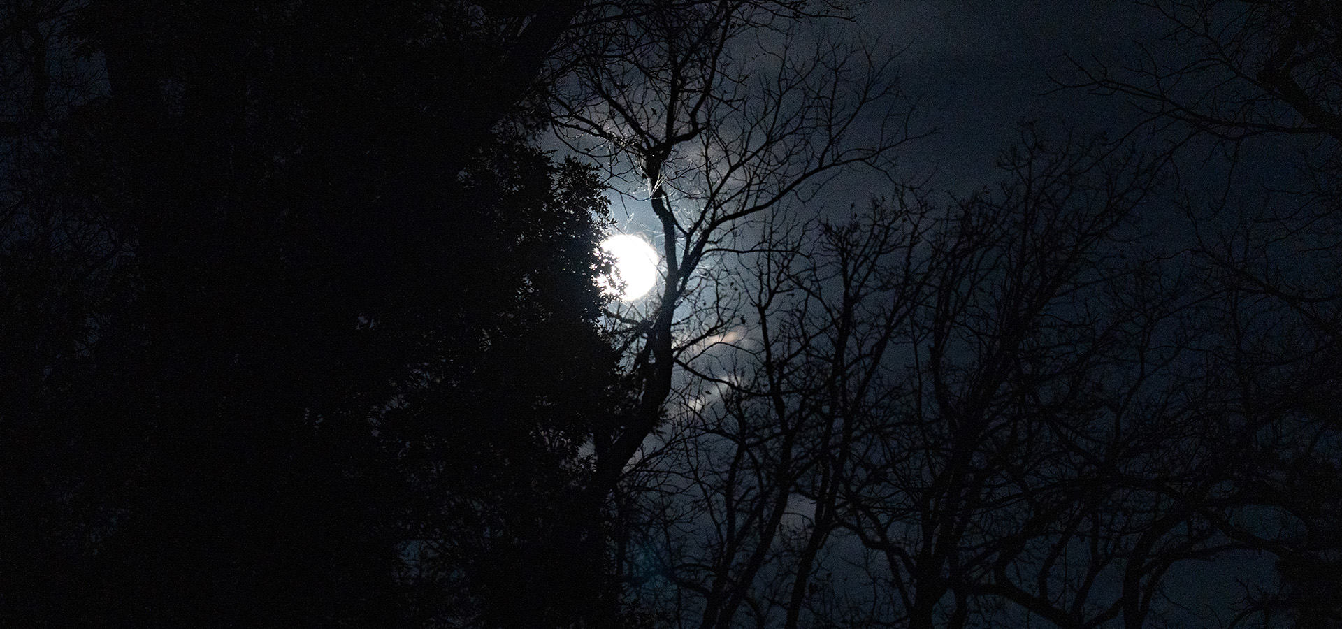 Photograph of a full moon shining between the branches of a tree in winter