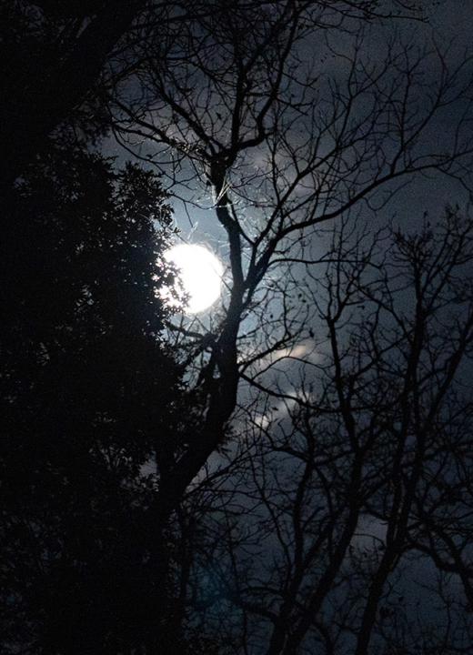 Photograph of a full moon shining between the branches of a tree in winter