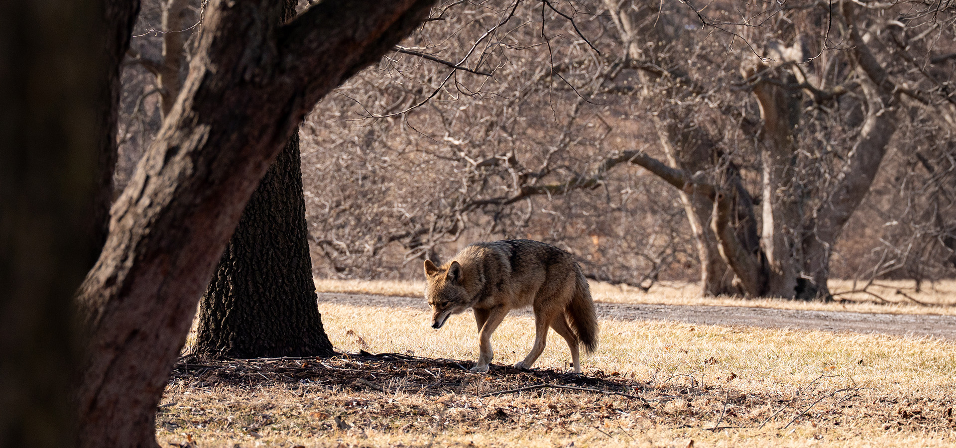Photograph of a wild coyote walking through leafless trees at The Morton Arboretum