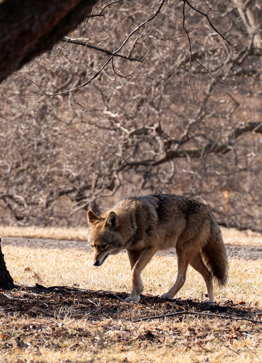 Photograph of a wild coyote walking through leafless trees at The Morton Arboretum
