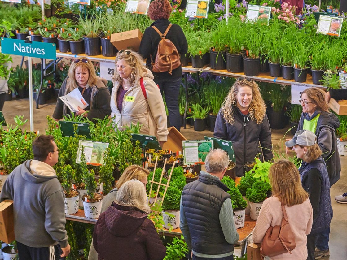 Photographs of customers browsing a selection of potted plants labeled Natives at The Morton Arboretum's Arbor Day Plant Sale