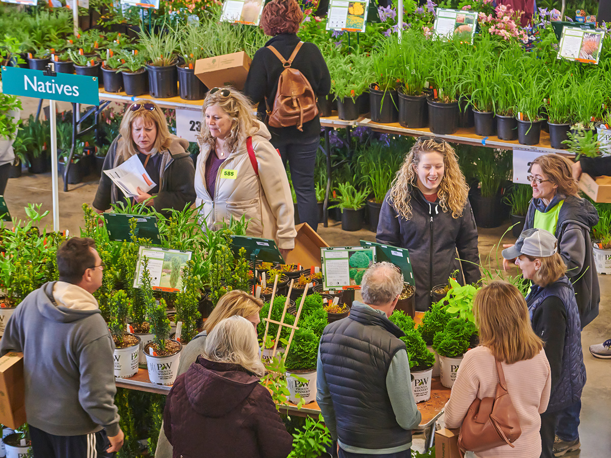 Photographs of customers browsing a selection of potted plants labeled Natives at The Morton Arboretum's Arbor Day Plant Sale
