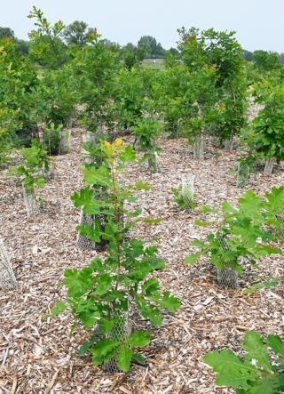 The Morton Arboretum