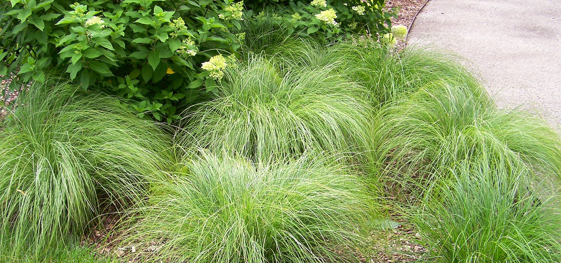 Photograph of a planting of Carex morrowii 'Silk Tassels' - 'Silk Tassels' Morrow's sedge