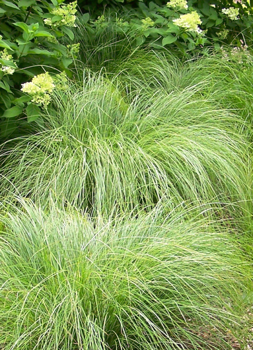 Photograph of a planting of Carex morrowii 'Silk Tassels' - 'Silk Tassels' Morrow's sedge